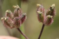 Torilis arvensis