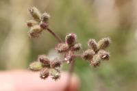 Torilis arvensis