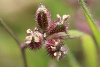 Torilis arvensis