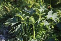 Datura stramonium