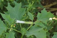 Datura stramonium