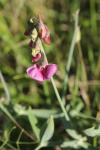 Lathyrus latifolius
