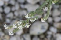 Heliotropium europaeum