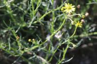 Senecio inaequidens