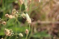 Plantago lanceolata