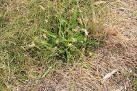 Plantago lanceolata