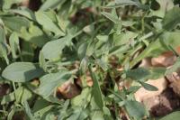 Rumex acetosella