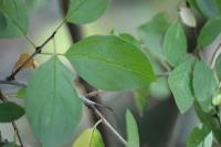 Rhamnus cathartica