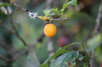 Prunus domestica