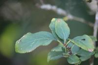 Prunus domestica