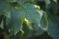 Carpinus betulus