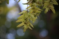 Carpinus betulus