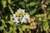 Saponaria officinalis