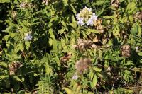 Saponaria officinalis