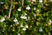 Euphrasia officinalis