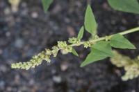 Amaranthus deflexus