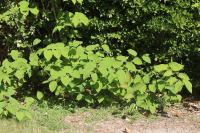 Reynoutria japonica