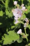Althaea officinalis