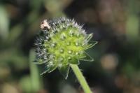 Knautia arvensis