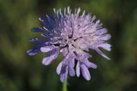 Knautia arvensis