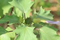 Datura stramonium
