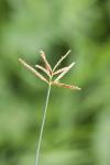 Cyperus longus