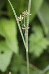 Cyperus longus