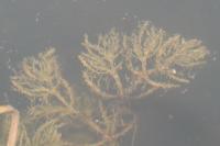 Potamogeton crispus