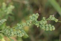 Chenopodium album