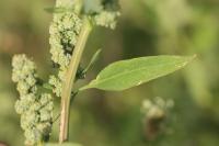 Chenopodium album