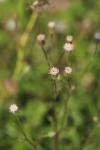 Erigeron acris