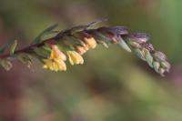 Odontites jaubertianus