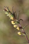Odontites jaubertianus