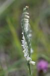 Spiranthes spiralis