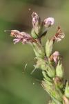 Odontites vernus