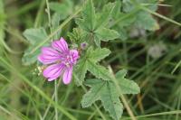 Malva sylvestris