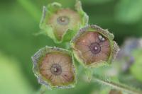 Malva sylvestris