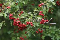 Crataegus monogyna