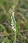 Spiranthes spiralis