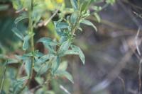 Solidago virgaurea