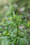 Ranunculus sceleratus
