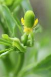 Ranunculus sceleratus