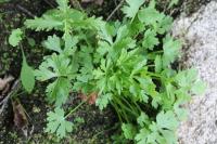 Ranunculus sceleratus