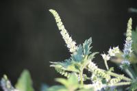 Mentha suaveolens