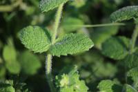 Mentha suaveolens