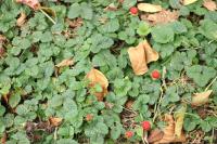 Potentilla indica