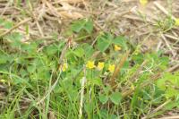Oxalis stricta