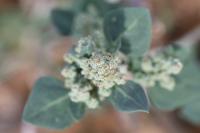 Chenopodium vulvaria