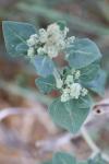 Chenopodium vulvaria