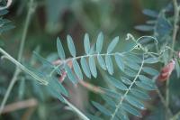 Vicia cracca